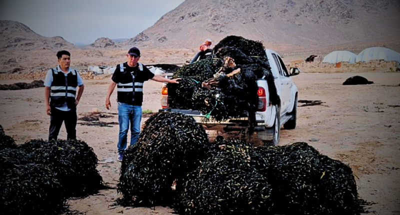 Macroalgas decomisadas en Caravelí
