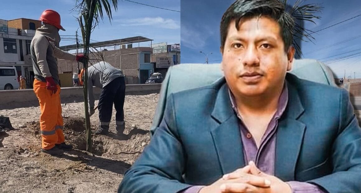 Majes: municipio prestó vehículo oficial para sembrar palmeras