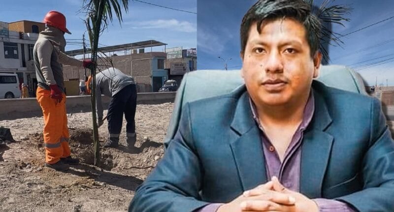 Majes: municipio prestó vehículo oficial para sembrar palmeras