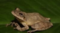 Descubren nueva especie de rana en Amazonía peruana
