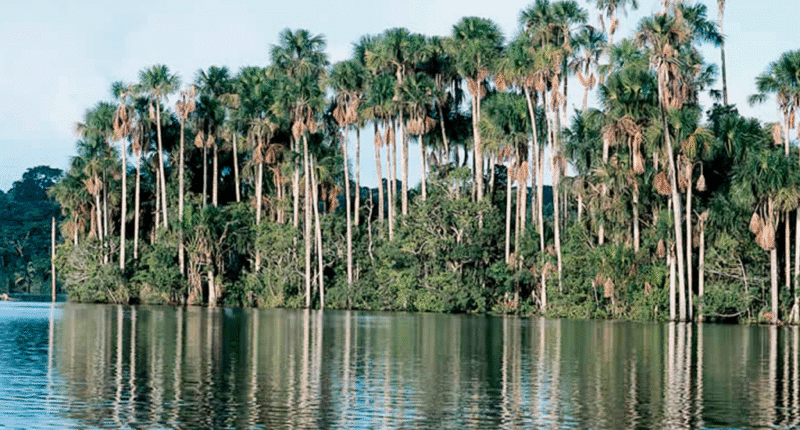 Aguajal de Quistococha pierde capacidad de captar carbono