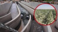 Séptimo corte de agua en Majes afecta sobremanera a agricultores