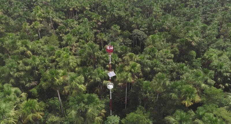 Humedales tropicales degradados emiten gases de efecto invernadero