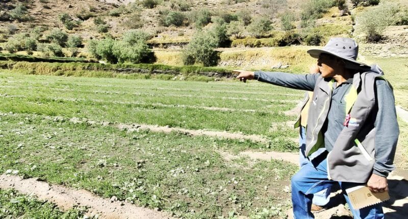 Yarabamba intensifica monitoreo de cultivos de alfalfa y avena