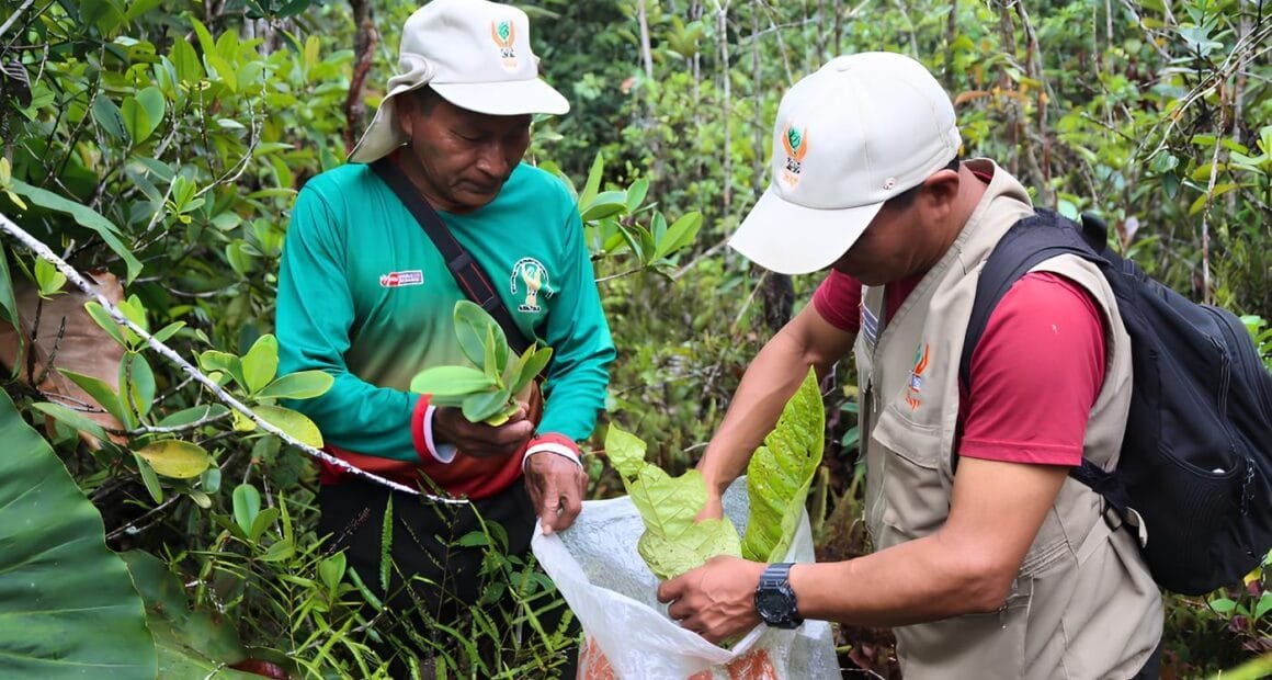 IIAP revela especies únicas en varillales de altura en Amazonas