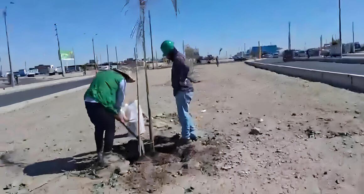 Mueren palmeras de S/600 en Majes tras irregularidades