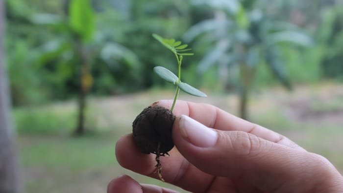 Esferas restauradoras reactivan bosques arrasados en Amazonía