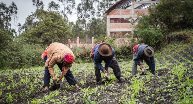 Fondo Puna: segunda convocatoria para financiar hasta S/480 mil
