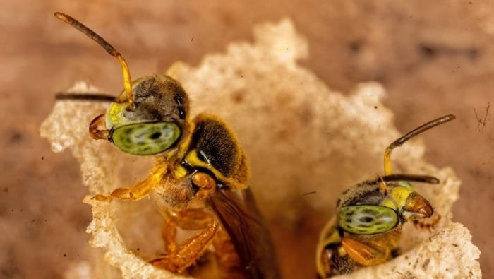 Deforestación amenaza a abejas sin aguijón en la Amazonía