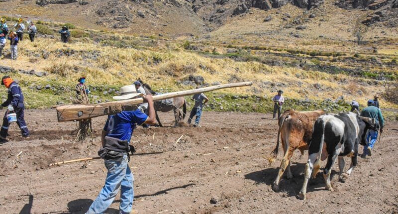 Solay de maíz cabanita busca ser declarado Patrimonio Cultural de la Nación