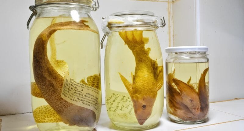 Amazonía en riesgo: peces de referencia están fuera de la región