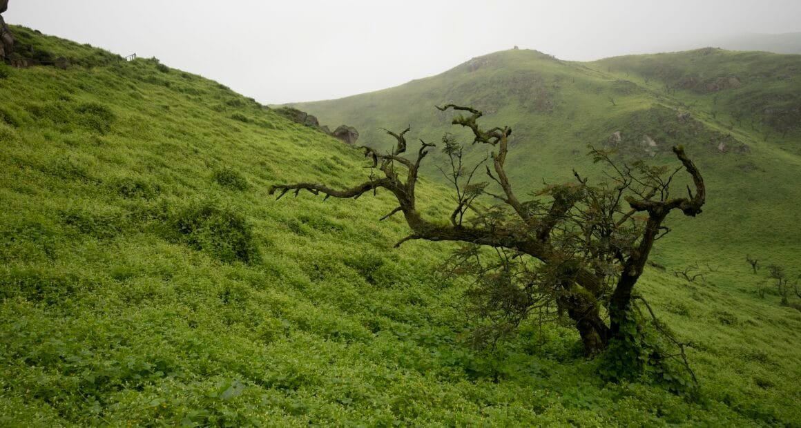 El Toromata: Biodiversidad en riesgo desde Atiquita hasta Jaquí