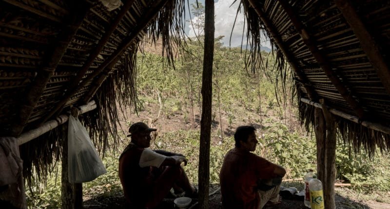 La fiebre del sacha inchi