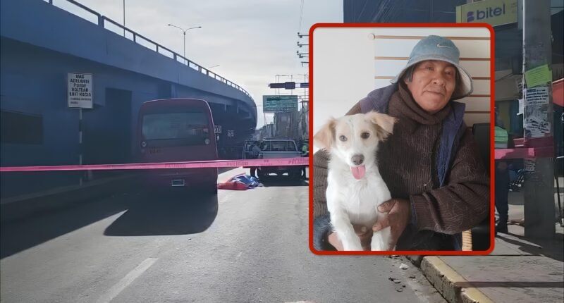 Animalista muere atropellada mientras alimentaba gatitos