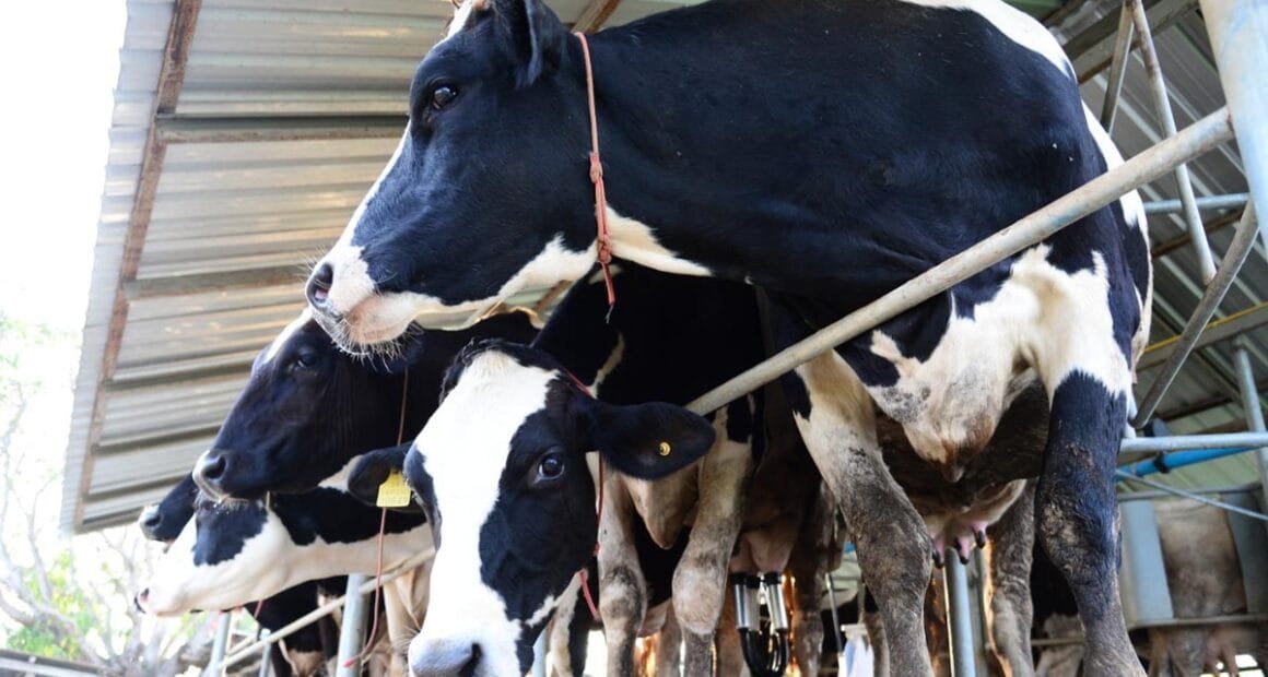 Detectan brote de brucelosis en ganado de Majes