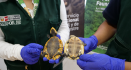 Serfor alerta por tráfico de fauna en Navidad