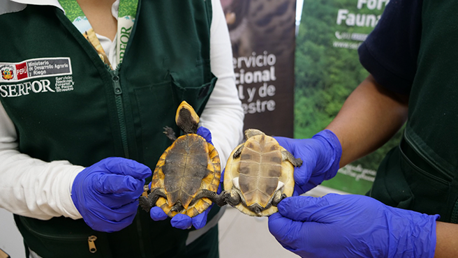 Serfor alerta por tráfico de fauna en Navidad