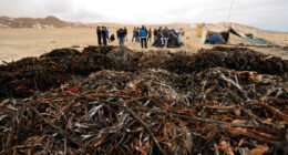 Perú endurece reglas contra la explotación ilegal de algas marinas