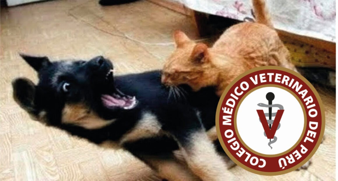 Persiste pugna interna en el Colegio de Veterinarios de Arequipa 