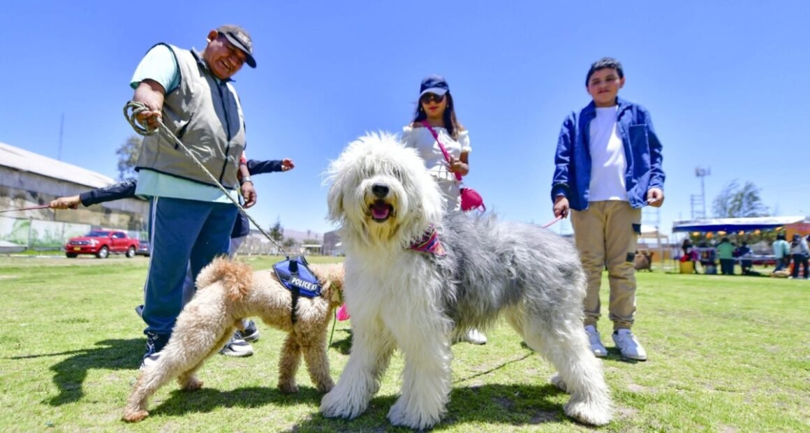 Festival Navipatas regresa para celebrar con mascotas