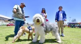Festival Navipatas regresa para celebrar con mascotas