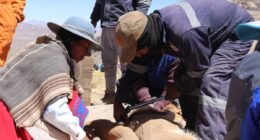 Arequipa: logran acopio de 15 mil kilos de fibra de vicuña