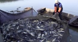 EE.UU. cierra mercado al perico peruano