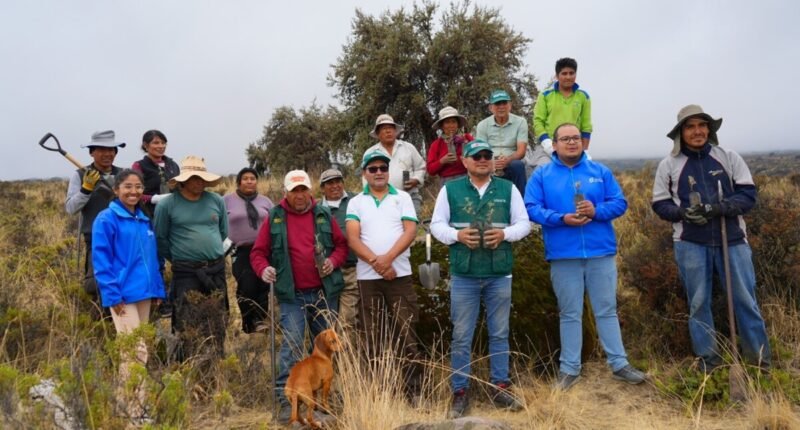Queñuas vuelven a sembrarse para proteger el agua